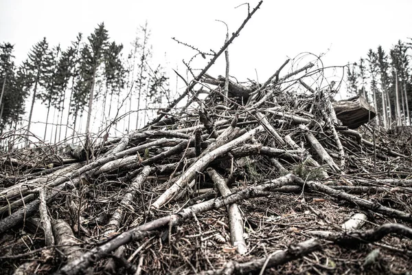 stock image Dead wood in the dead forest