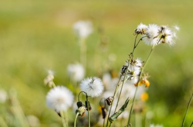 Güneş ışığı, karahindiba