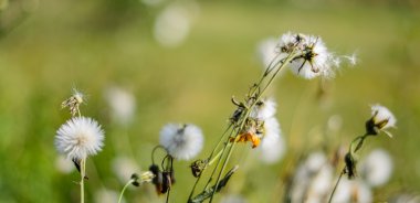 Güneş ışığı, karahindiba