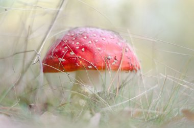 Kırmızı mantar - agaric. Güneşli gün.