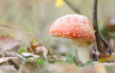 Kırmızı mantar - agaric. Güneşli gün.