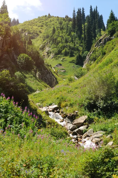 Schöne Natur in den Bergen mit Fluss und grünem Gras — Stockfoto