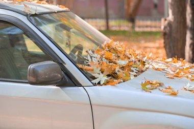 Sonbahar yolundaki yeni eski araba böceği gri arabası.