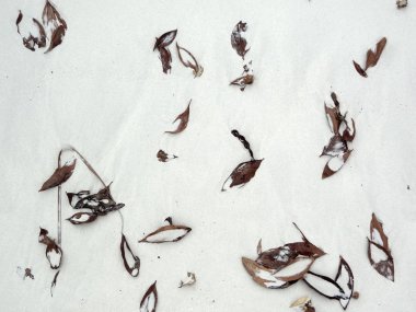 Soyut Kompozisyon yaprakları ve enkaz gösterilen beyaz kum plaj Isle of Pines, Yeni Kaledonya 