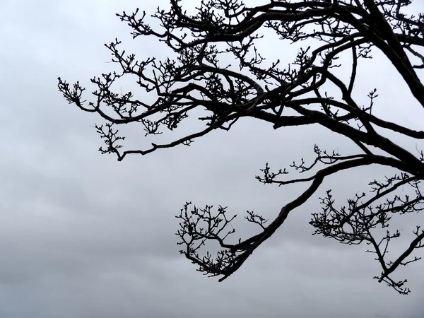 Rami di alberi a strapiombo, porto di Coromandel, Nuova Zelanda — Foto Stock