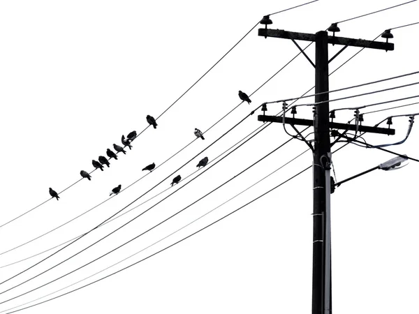 Черно-белый силуэт маленьких птиц, сидящих на телефонных проводах . — стоковое фото