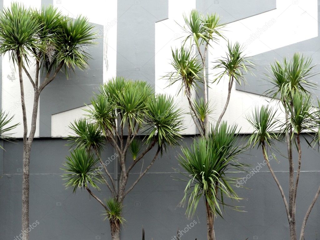 Cabbage trees, otherwise known as cordyline Australis growing in downtown Wellington New Zealand