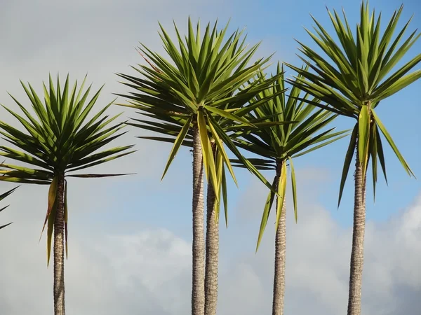 Palme e cielo — Foto Stock