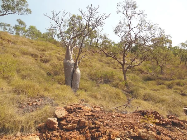 Boab trees in remote Kimberley outback, Western Australia — Stock Photo, Image