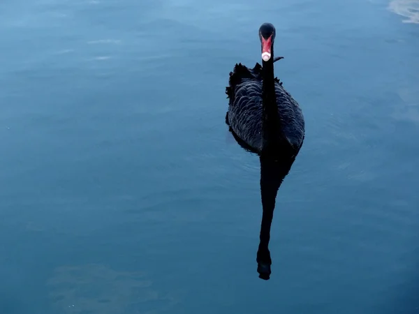 Black swan on water surface — Stock Photo, Image