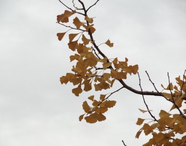 Yapraklı sonbahar ağacı