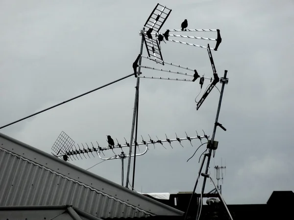 Televisieantennes op dak met vogels zitstokken op antenne. — Stockfoto