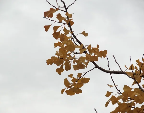 Árvore de outono com folhas — Fotografia de Stock