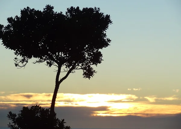Silueta černého stromu proti ranní obloze s vycházejícím sluncem. — Stock fotografie