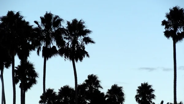 Tropic palmiye ağaçları siluet — Stok fotoğraf