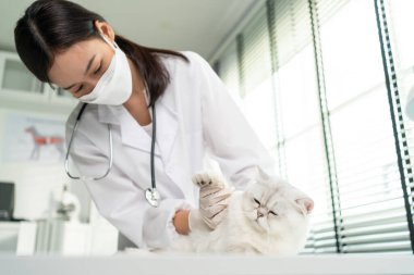 Veterinerlik kliniğindeki randevu sırasında Asyalı veteriner kediyi muayene etti