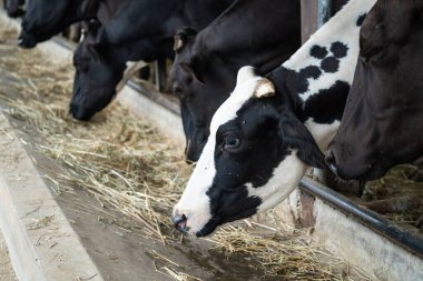 Ahırda saman yiyen inekler ve ahşap yalaklar.