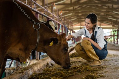 Çekici Asyalı mandıracı kadın çiftlikte tek başına çalışıyor. Genç ve güzel bir kadın tarım çiftçisi çiftlik hayvanları endüstrisinde samanlıkta otla inek besliyor..