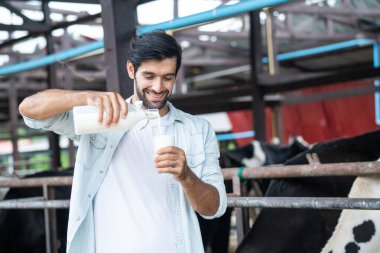 İneklerin yanındaki bardağa taze süt döken adam.