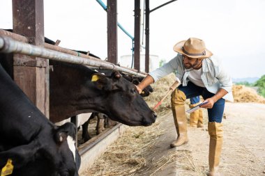 Hasır şapka ve çizme giyerek inekleri besleyen adam.