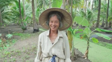 Hindistan cevizi çiftliğinde çalışan Asyalı kıdemli kadın çiftçi..