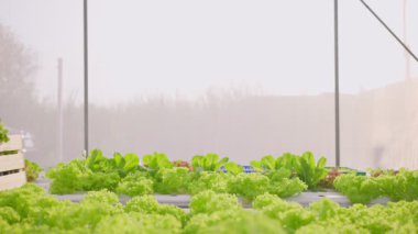 Asyalı çiftçiler sebze çiftliğinde mutlulukla çalışıyorlar.