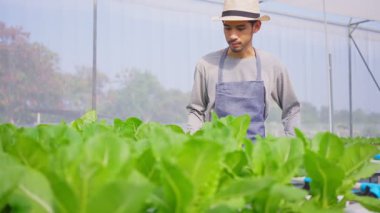 Sebze çiftliğinde çalışan yakışıklı erkek çiftçi.