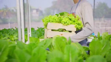 Sebze çiftliğinde çalışan yakışıklı erkek çiftçi.