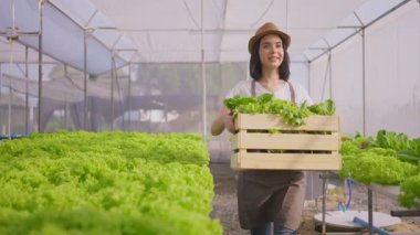 Asyalı güzel çiftçi kız sebze çiftliğinde çalışıyor.