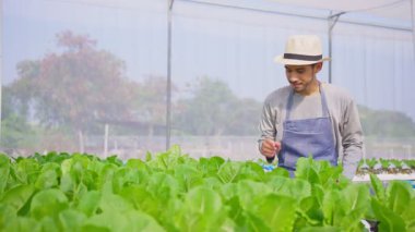 Sebze çiftliğinde çalışan yakışıklı erkek çiftçi.