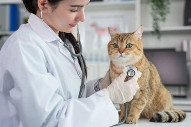 Veterinerlik kliniğindeki randevu sırasında Asyalı veteriner kediyi muayene etti. Profesyonel veteriner kadın steteskopla muayene masasında durur ve evcil hayvan hastanesinde kedi yavrusuna bakar.