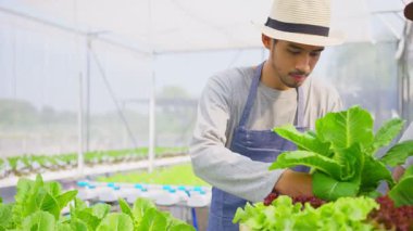 Hidroponik seradaki güzel çiftçi kız..