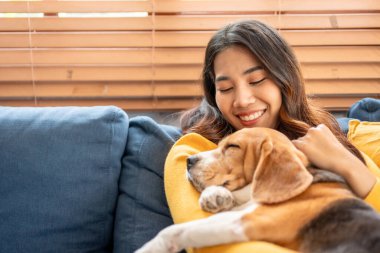 Sevimli Beagle köpek yavrusu genç bayan sahibinin omzunda uyuyor. Çekici kadın boş vakitlerini evdeki oturma odasında nazikçe ve mutlulukla uzanan evcil hayvanını okşayarak geçiriyor..