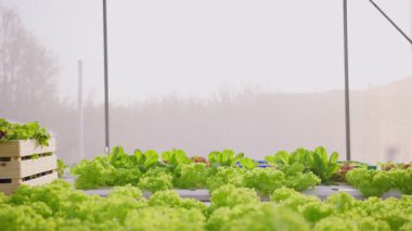 Asyalı çiftçiler sebze çiftliğinde çalışıyor. Tarım sektörü kavramı