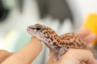 Close up of a leopard gecko playing with owner in the kitchen at home. The domestic lizard enjoys leisure time exploring the space, emphasizing a pet-friendly environment and interaction in house.