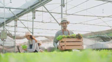 Bir grup Asyalı serada sebze topluyor, tahta marul taşıyan bir adam.