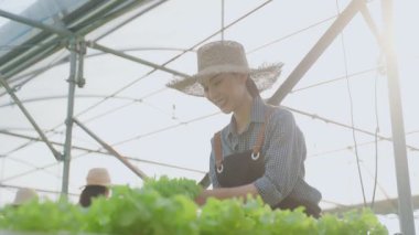 Asyalı mutlu kadın serada marul topluyor..