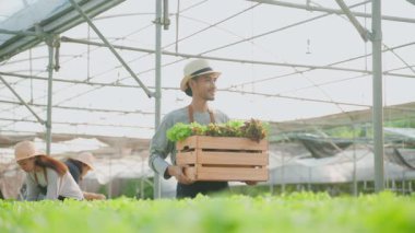 Bir grup Asyalı serada sebze topluyor, tahta marul taşıyan bir adam.