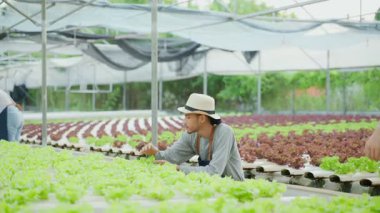 Asyalı mutlu kadın ve erkek serada marul hasat edip sohbet ediyorlar.