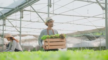 Bir grup Asyalı serada sebze topluyor, tahta marul taşıyan bir adam.