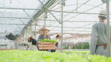 Bir grup Asyalı, serada sebze topluyor. Tahta marul taşıyan bir kadın.