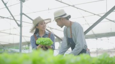 Asyalı mutlu kadın ve erkek serada marul hasat edip sohbet ediyorlar.