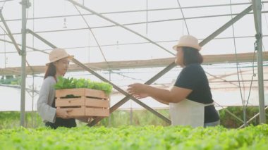 Asyalı kadın serada ahşap marul kasası taşıyor ve başka bir kadına veriyor.