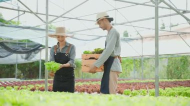Asyalı çiftçiler sebze çiftliğinde çalışıyor taze marul hasat ediyorlar. Tarım sektörü kavramı