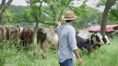 Pipet şapkalı neşeli bir tarım işçisinin portresi. Açık hava süt çiftliğinde süt sığırlarını yönetiyor..