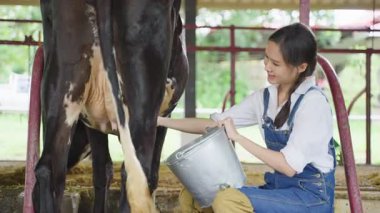 Geleneksel tarım giysileri içinde neşeli kadın tarım işçisi açık hava çiftliğinde bir grup süt sığırını güpegündüz yönetiyor..