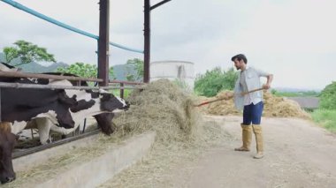 Hasır şapkalı gülümseyen erkek çiftçi elinde süt çiftliğinde gündüz vakti ineklerle çalışıyor.