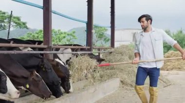 Hasır şapkalı gülümseyen erkek çiftçi elinde süt çiftliğinde gündüz vakti ineklerle çalışıyor.