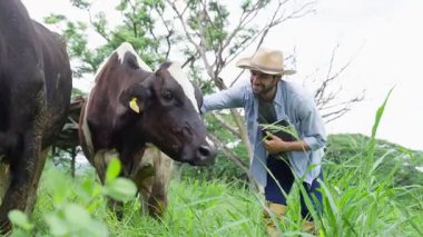 Hasır şapkalı gülümseyen erkek çiftçi elinde süt çiftliğinde gündüz vakti ineklerle çalışıyor.