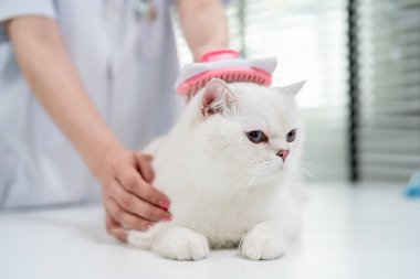 Veteriner kliniğinde kedi kürkünü fırçalayan bir veteriner. Çekici bayan doktor evcil kediyi evcil hayvan hastanesinde sağlığını sağlamak için muayene masasında nazikçe tımar edip teftiş ediyor..
